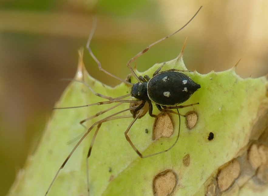 Thomisus onustus e Heliophanus sp. - Roma